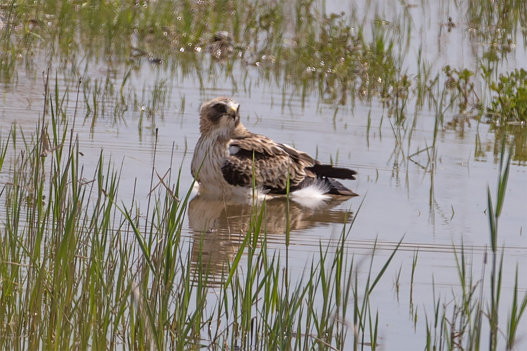 Booted Eagle — Ana fotoğraf